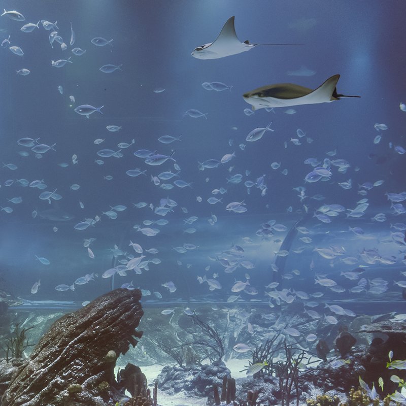 Atlantis Aquarium Madrid